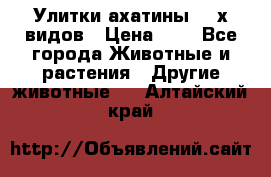 Улитки ахатины  2-х видов › Цена ­ 0 - Все города Животные и растения » Другие животные   . Алтайский край